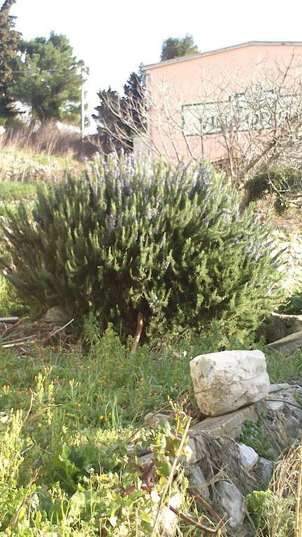 Farm Stay Feniks Tučepi Dış mekan fotoğraf